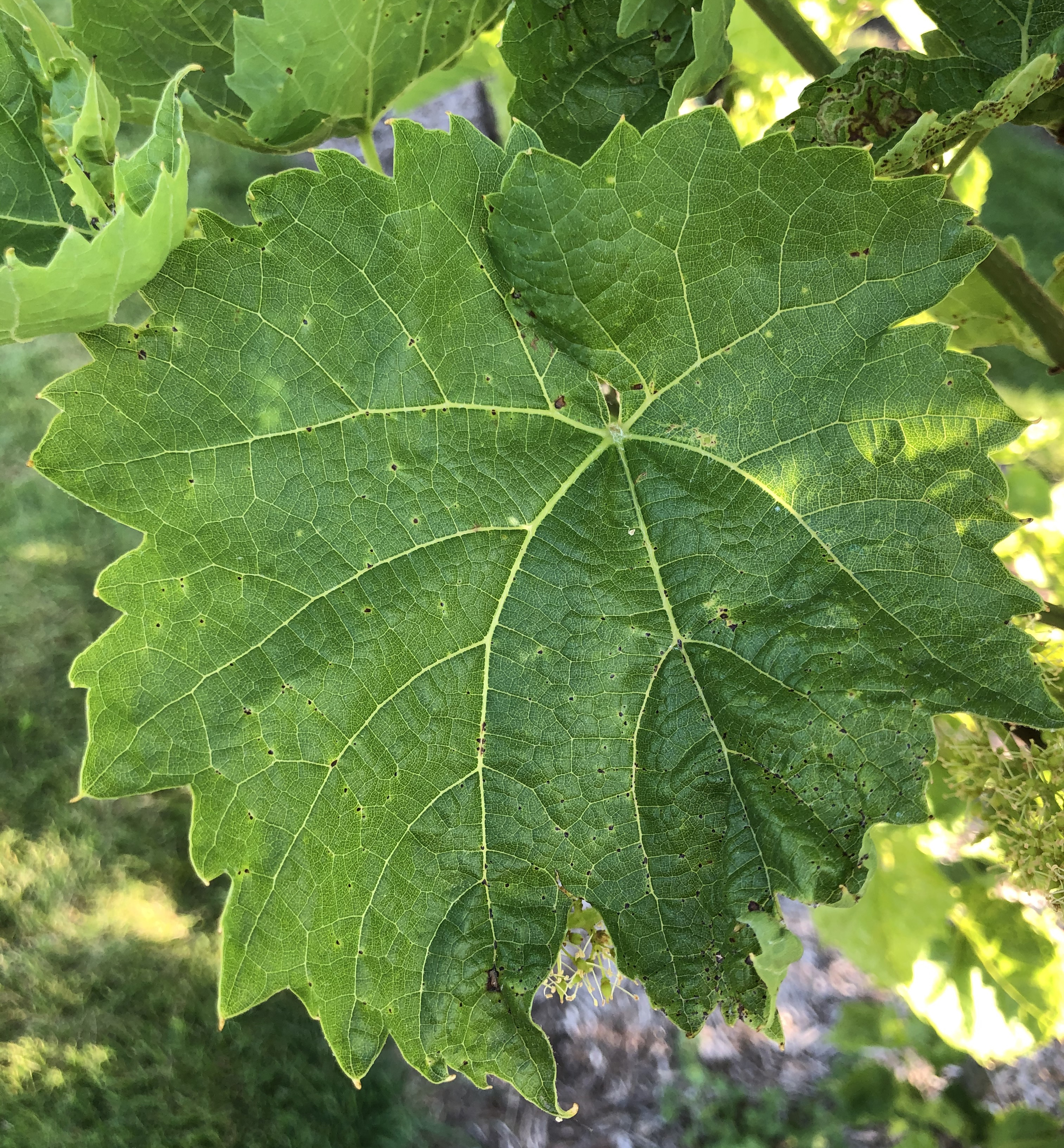 Phomopsis damage on leaves 